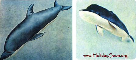 Дельфин (мягкая игрушка своими руками) - www.HolidaySoon.org